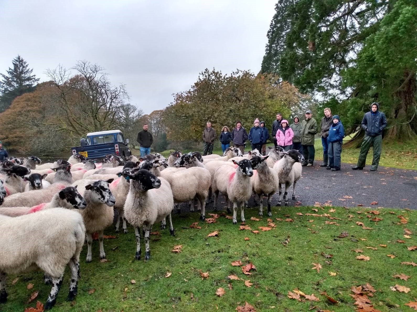 a group of sheep are in a field